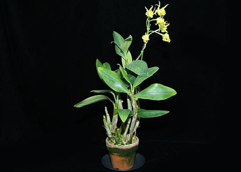 ハツハル　洋らん　Den. spectabile 花芽付き ハツハル様専用 洋らん Den. spectabile 花芽付き - メルカリ