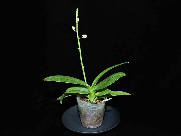 Phal. Tying Shin Blue Jay '610'(MC) 花付き株 | 大和農園洋蘭部 Phal. Tying Shin Blue Jay '610'(MC) 花付き株 | 大和農園洋蘭部