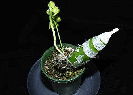 Ctsm. Dentigrianum  x sibling ツボミ付き株（実生初花）