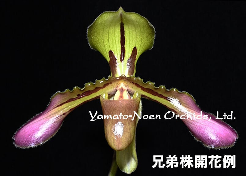 Paph. tigrinum x sibling シース付き株 | 大和農園洋蘭部