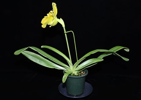 Paph. Maillot Jaune 実生初花