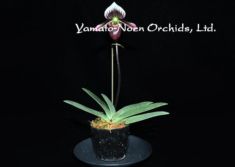 Paph. barbatum x sibling 花付き株（初花、選別個体） | 大和農園洋蘭部