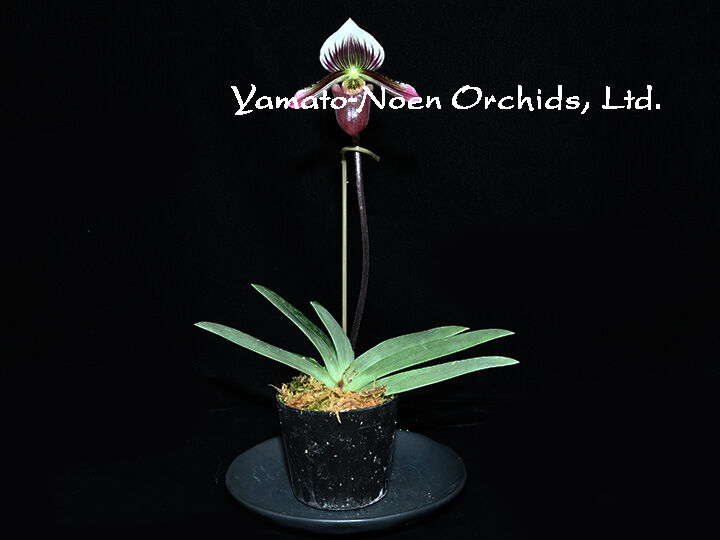 期間限定出品‼️［洋蘭原種］Paph. sanderianum x sib Paph. barbatum x sibling 花付き株（初花、選別個体） | 大和