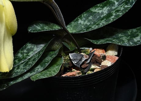 Paph. wenshanense (no spot) 花付き株