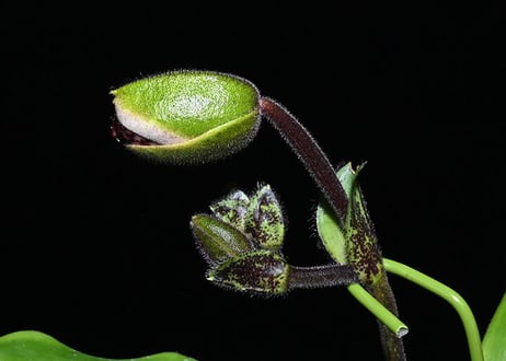 Paph. liemianum x sibling ツボミ付 実生未開花株
