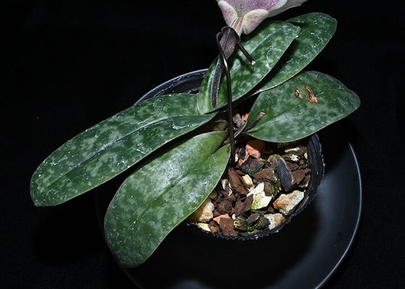 Paph. bellatulum fma. semi-album 花付き株 | 大和農園洋蘭部 Paph. bellatulum fma. semi-album 花付き株 | 大和農園洋蘭部