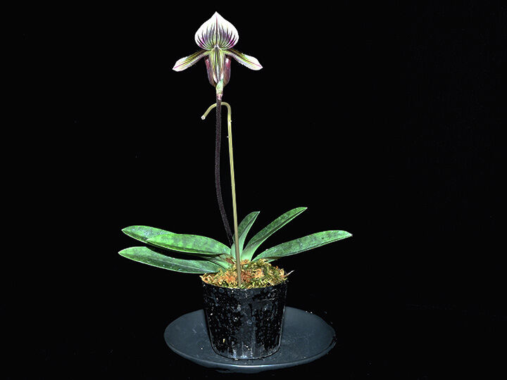 Paph. barbatum x sibling 花付き株（初花、選別個体） | 大和