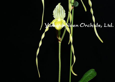 CATEGORY パフィオ原種 | 大和農園洋蘭部