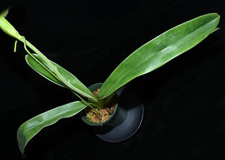 Paph. Dreadstone 実生初花（#9）
