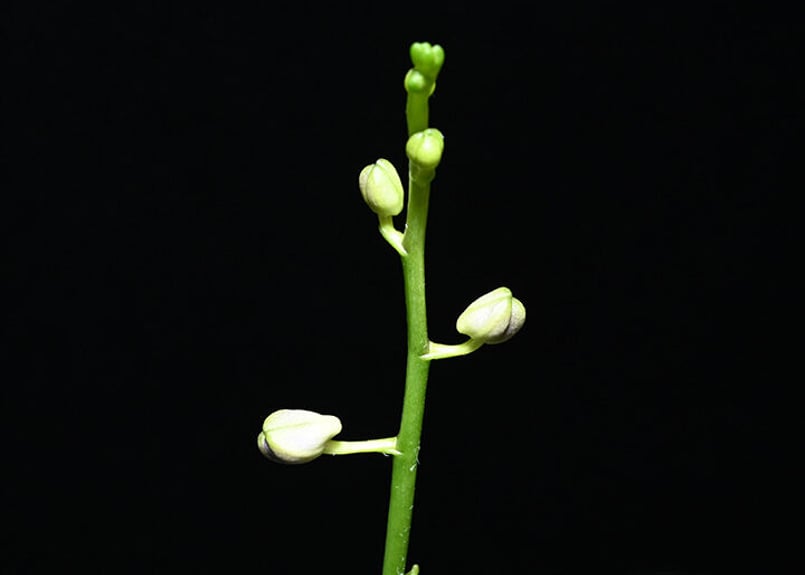 Phal. Tying Shin Blue Jay '610'(MC) 花付き株 | 大和農園洋蘭部 Phal. Tying Shin Blue Jay '610'(MC) 花付き株 | 大和農園洋蘭部