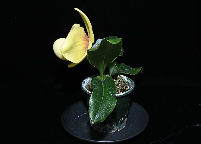 Paph. hangianum x sibling 花付き選別個体 | 大和農園洋蘭部