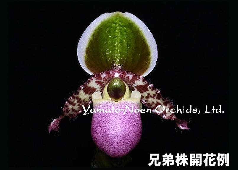 Paph. liemianum x sibling ツボミ付 実生未開花株 | 大和農園洋蘭部