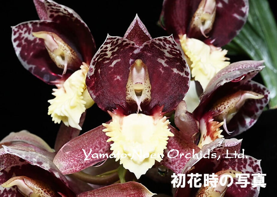 64cdf9a259c11200809a27b5