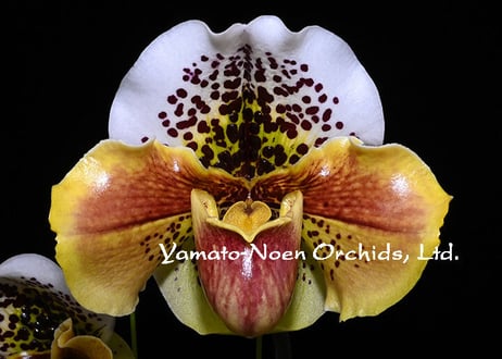 Paph. Achievers 花2本立ち株