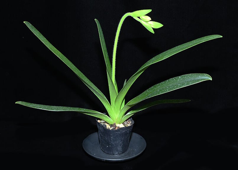 はな✳︎ Beautiful Dreamer【DVD付き限定盤】 | ディスコグラフィ