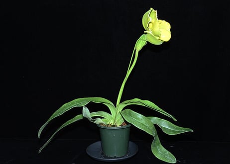 Paph. Dreadstone 実生初花（#102）