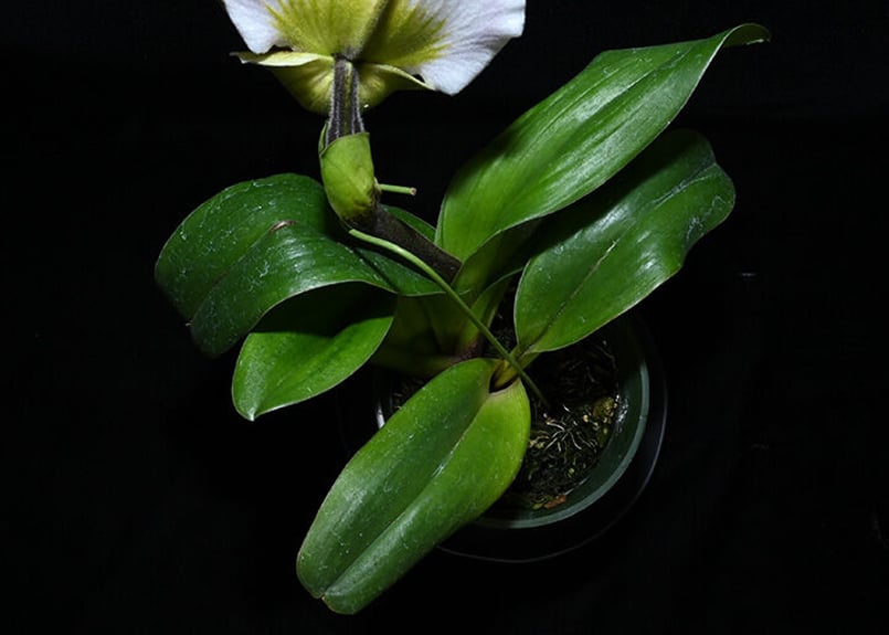 Paph. Fashion Trend 花付き株(既開花株) | 大和農園洋蘭部 Paph. Fashion Trend 花付き株(既開花株) | 大和農園洋蘭部