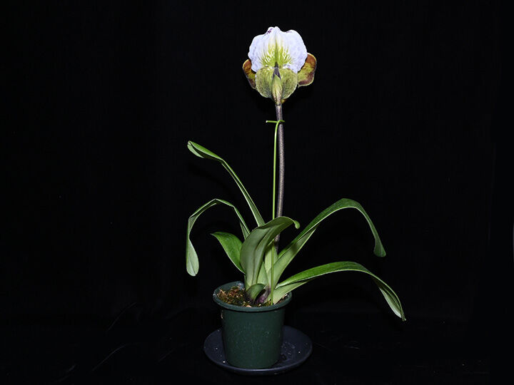 Paph. World Sculptor 実生初花 | 大和農園洋蘭部