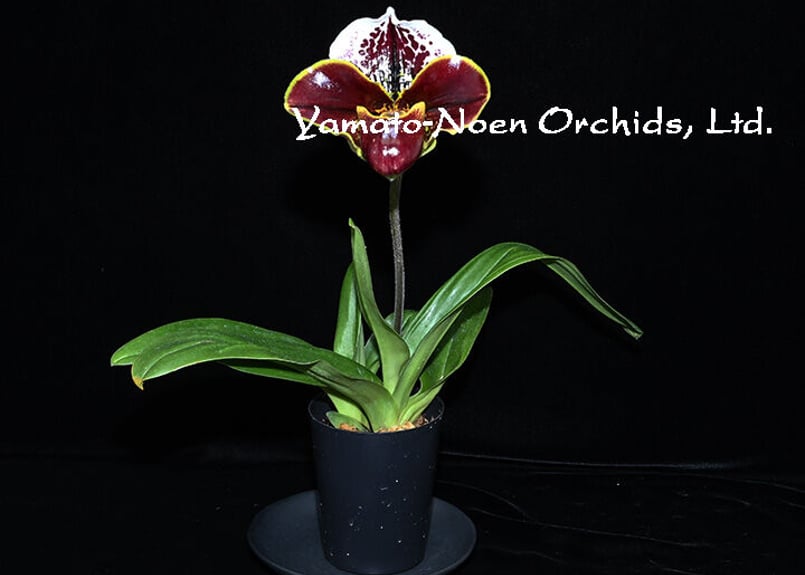 Paph. Run the World 花付き株 | 大和農園洋蘭部