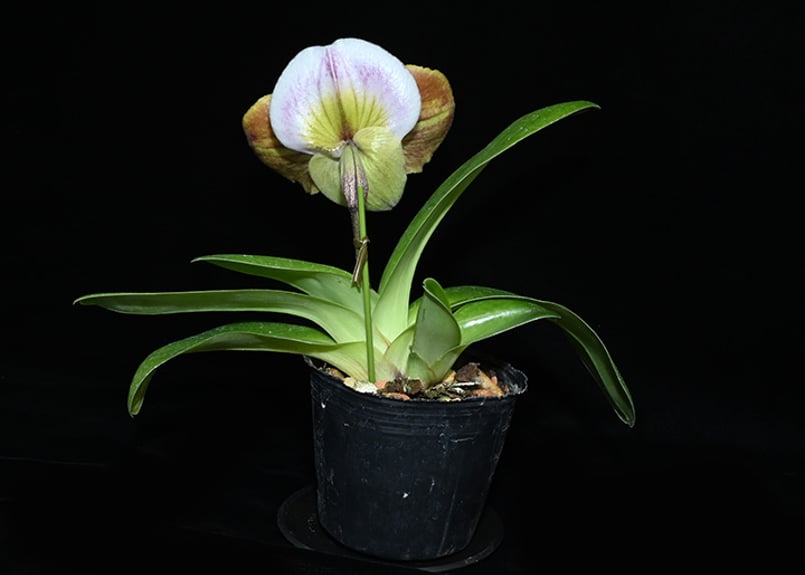 Paph. (Rattlers x Mem. Shinsuke Tani) 花付き株（初花）