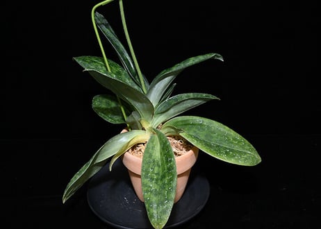 Paph. Wolf's Folly 'Green Gables' 花付き株