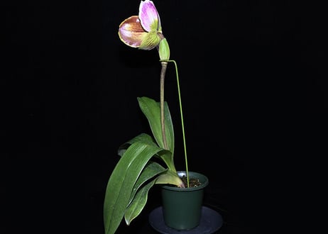 Paph. (Top Value x Carmen Sea) 実生初花（#15）