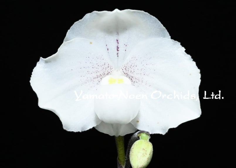 Paph. niveum x sibling (国産実生)花付き株 | 大和農園洋蘭部 Paph. niveum x sibling (国産実生)花付き株 | 大和農園洋蘭部