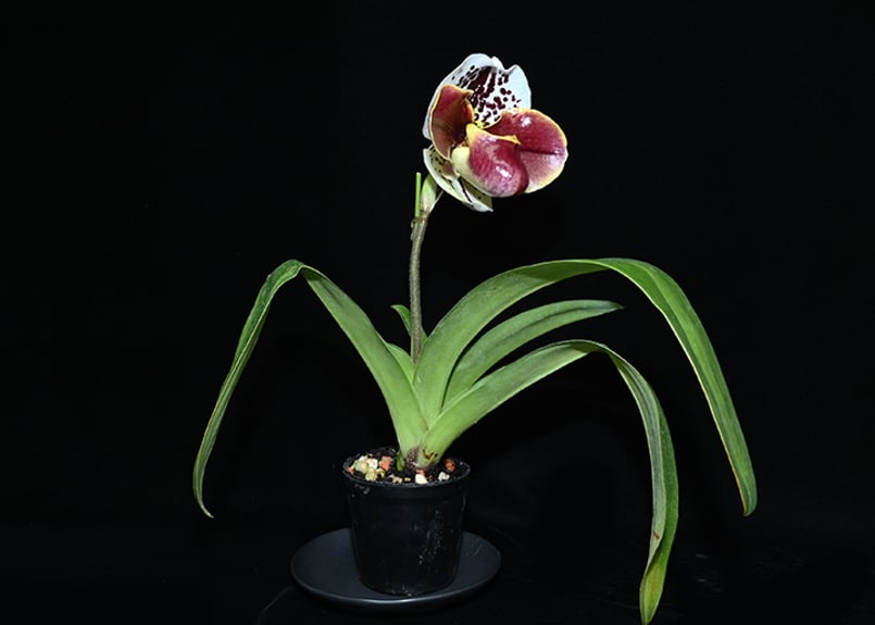 Paph. Night Market 花付き株(初花) | 大和農園洋蘭部 Paph. Night Market 花付き株(初花) | 大和農園洋蘭部