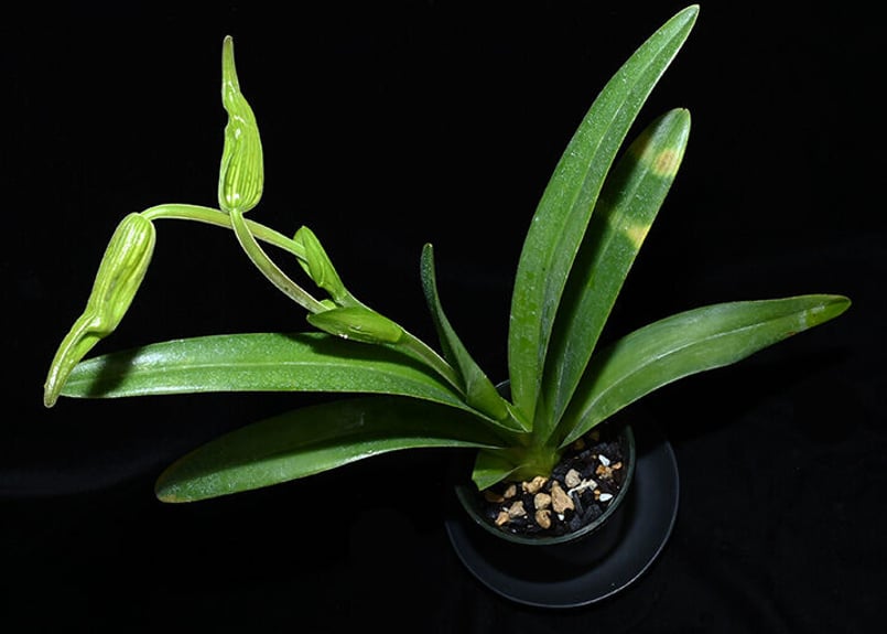 鉢植え No.2980 Phrag.walisii x sib. 蕾付き株 フラグミ 原種