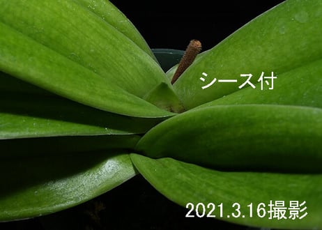 Paph. Lady Luck 'Change Up' AM/AOS, SSM/JOGA シース付き株