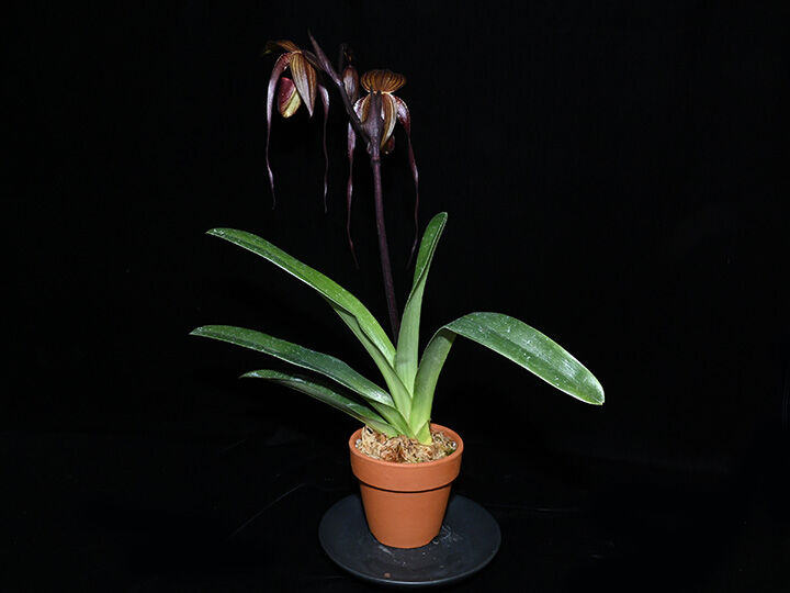 Paph. Yang-Ji Diamond 花付き選別個体(初花) | 大和農園洋蘭部 Paph. Yang-Ji Diamond 花付き選別個体(初花) | 大和農園洋蘭部