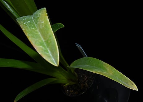 Phrag. lindenii x self ツボミ付き株（初花）