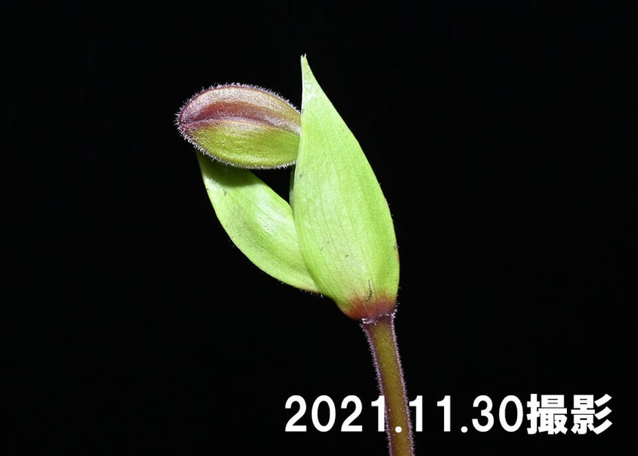 61a5a0013475ed1d25529616