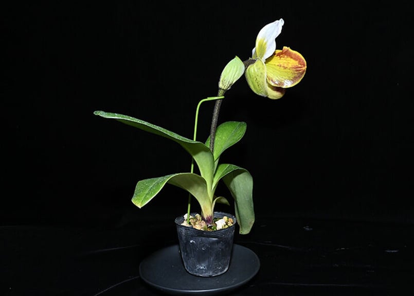 Paph. Vanda M Pearmar　洋蘭　洋ラン　パフィオ交配種 Paph. Thunder World 最新リメイク交配 初花付き株 | 大和農園洋蘭部
