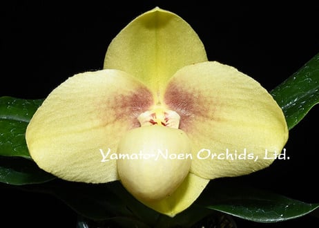 CATEGORY パフィオ原種 | 大和農園洋蘭部