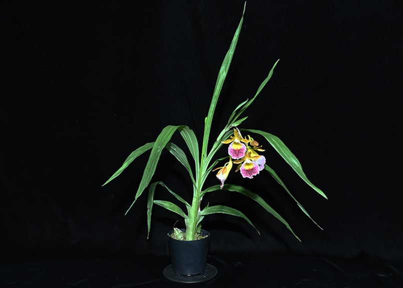 Galeandra greenwoodiana 初花付き株 | 大和農園洋蘭部