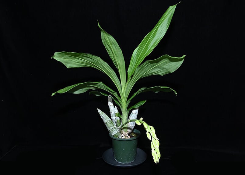 Ctsm. Diana's Dots ツボミ付き株（既開花株） | 大和農園洋蘭部