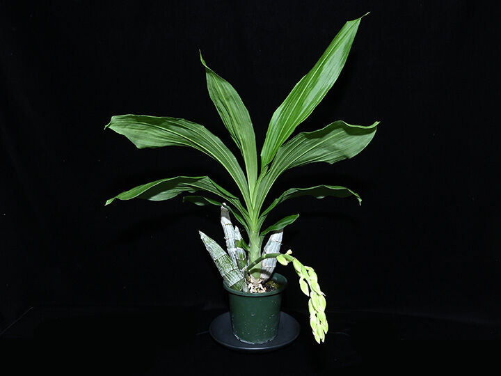 洋蘭 タケノコ蘭 Ctsm. planiceps 開花サイズ株 洋蘭 タケノコ蘭 Ctsm. planiceps 開花サイズ株 ラン（蘭）の教科書