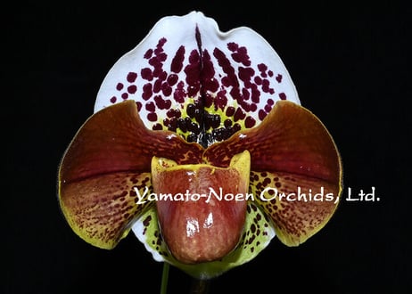 パフィオページ 2025年最新】Yahoo!オークション -paph パフィオ(ラン)の中古品