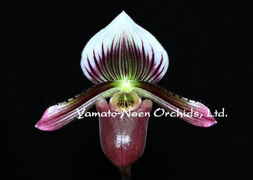 Paph. barbatum x sibling 花付き株（初花、選別個体） | 大和農園洋蘭部