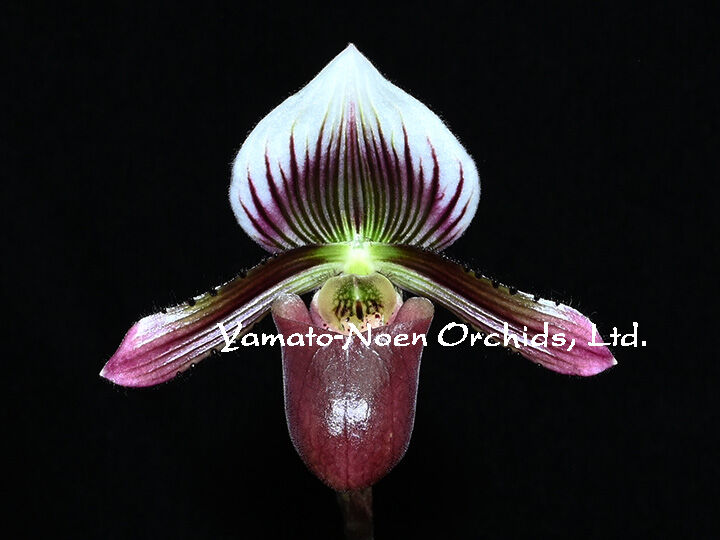 Paph. barbatum x sibling 花付き株（初花、選別個体） | 大和
