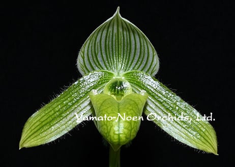 Paph. Wolves of War 実生初花株（#10）