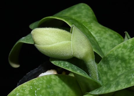 Paph. bellatulum fma. semi-album x sibling リード2芽（ツボミ）付き選別株