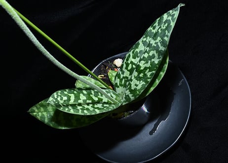Paph. Wolves of War 実生初花株（#10）