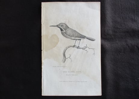 Picture / Brids【02】