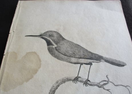 Picture / Brids【02】