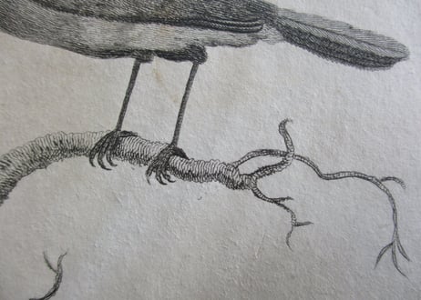 Picture / Brids【02】