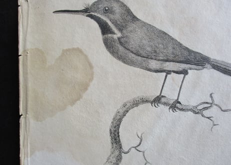 Picture / Brids【02】