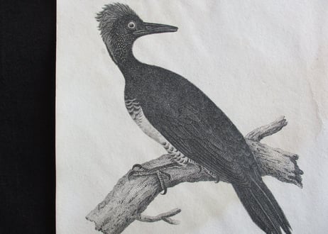 Picture / Birds【03】