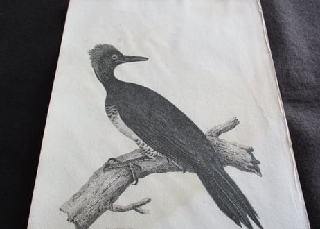 Picture / Birds【03】